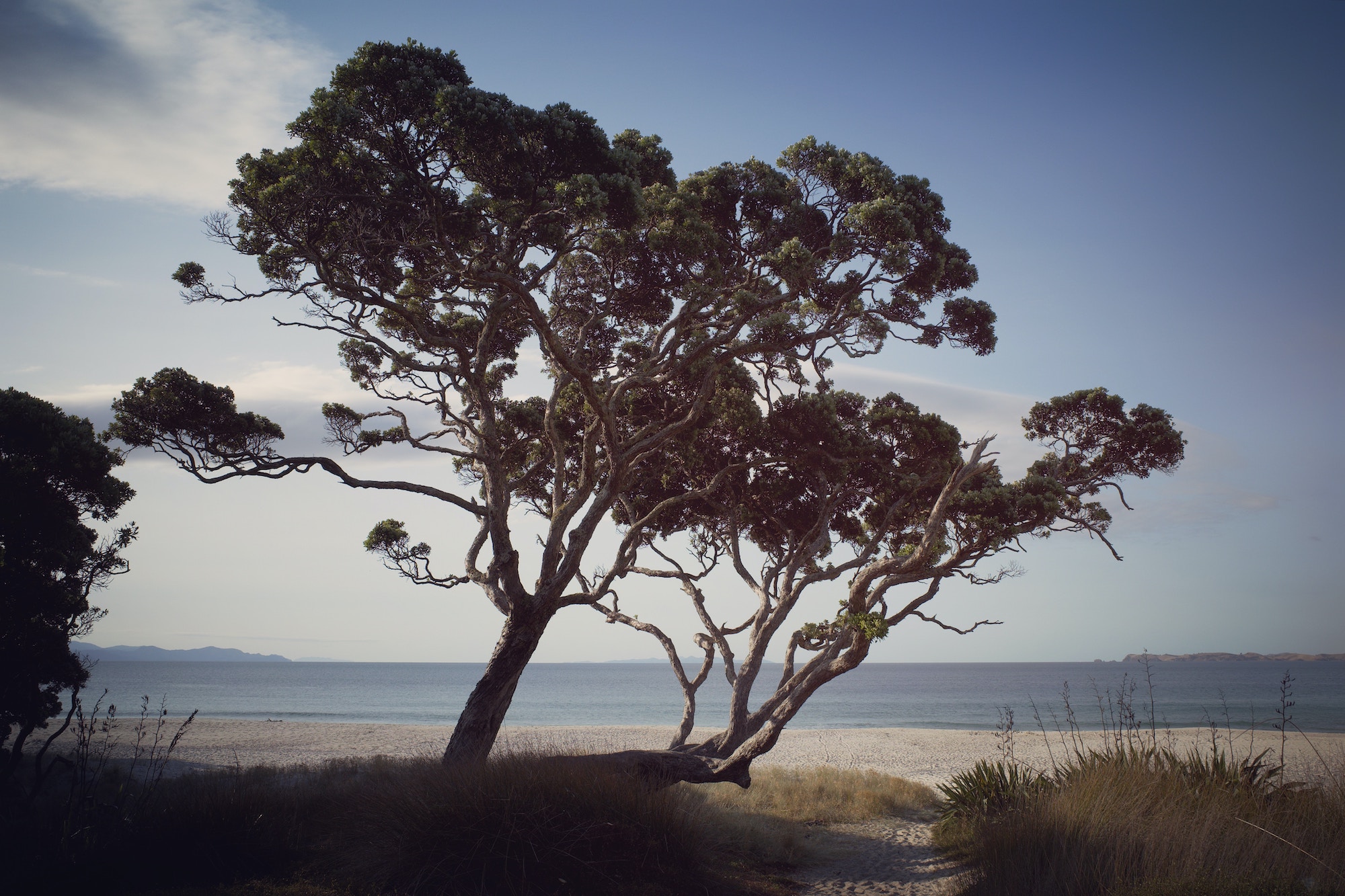 image from Responsive Images: Pōhutukawa tree example